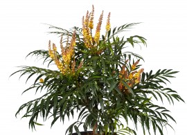 mahonia volcano (7)